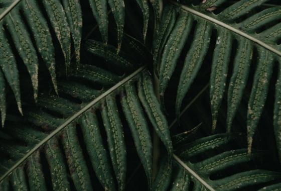 large-leaves-of-a-green-plant-overlaid.jpg